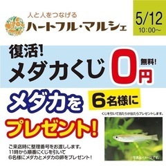 メダカ　　　の画像