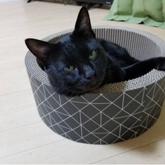 黒猫6歳マリモくん