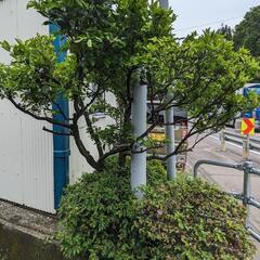 みかんの木