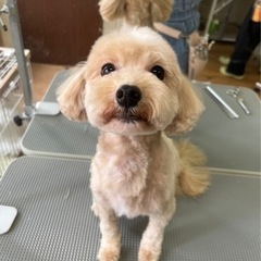 マルプー10歳オス去勢済み。 - 犬