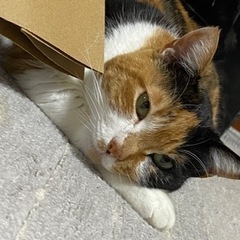 三毛猫 ︎︎ ♀ 推定3歳 【再掲】