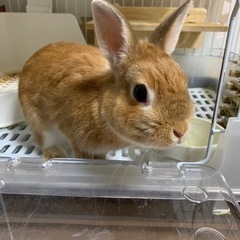うさぎ　ネザーランドドワーフ　血統書あり