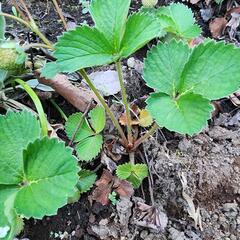 いちご苗の画像