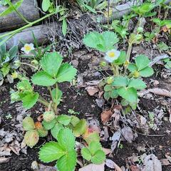いちご苗の画像