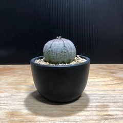 オベサ　雌株　まん丸　良型