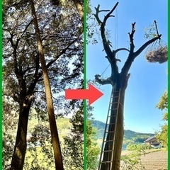 庭木や里山の木が支障木や危険木になって困ってませんか？枝払い・剪...