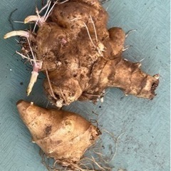 菊芋　5kg　 無農薬　種芋