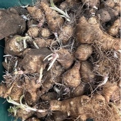 菊芋　5kg　 無農薬　種芋の画像