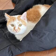 譲渡先決定しました