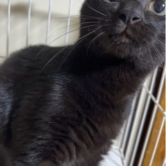 黒猫