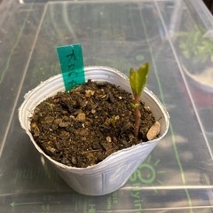 オカワカメの苗です