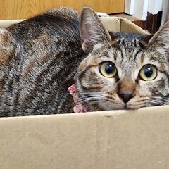 怖がりな、麦わら♀️と、茶トラ♂️兄妹1才未満