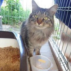 梅公園の『ウメ子』里親候補見つかりました。