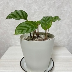 生活雑貨 家庭用品 ガーデニングの画像