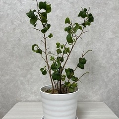 生活雑貨 家庭用品 ガーデニングの画像