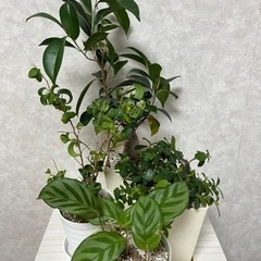 生活雑貨 家庭用品 ガーデニング