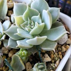 ☆多肉植物　マーガレットレッピン
