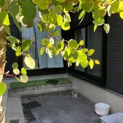 ユーカリポポラス切り落とし枝の画像