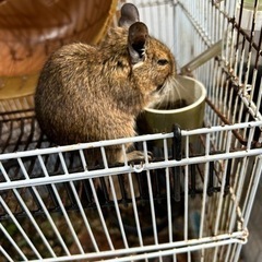 デグー里親募集