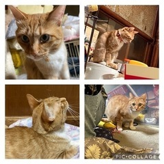 あとオスの子３匹居ます