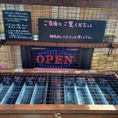 メダカ