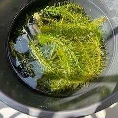 めだか　(アナカリス)の画像