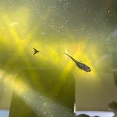 めだか　　白斑サファイアの画像