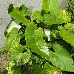 クワズイモの斑入り（多株）