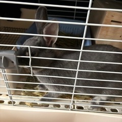 ウサギ