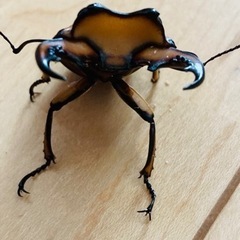 メリーメンガタクワガタ　ペアの画像