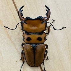 メリーメンガタクワガタ　ペアの画像