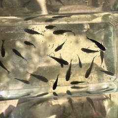 オロチメダカ　約15匹の画像