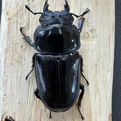 ☆能勢YG血統オオクワガタ成虫ペア85.4mm&54.5mm☆の画像