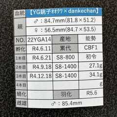 ☆能勢YG血統オオクワガタ成虫ペア85.4mm&54.5mm☆の画像
