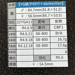 ☆能勢YG血統オオクワガタ成虫ペア85.4mm&54.5mm☆の画像