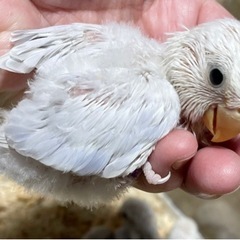 コザクラインコ　雛ちゃん有償里親様募集