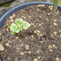 シマトネリコの画像