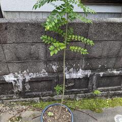 シマトネリコの画像