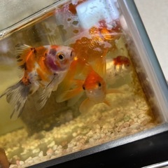 金魚