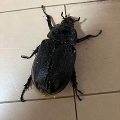ネプチューンオオカブト　メスの画像