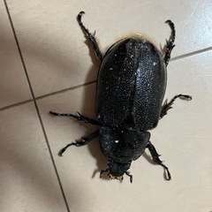 ネプチューンオオカブト　メスの画像