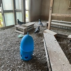 鳩