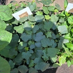 野菜の苗　トマト　なす　オクラ　トウガラシ　バジルの画像