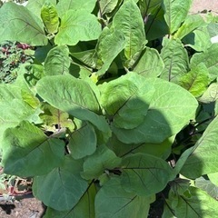 野菜の苗　トマト　なす　オクラ　トウガラシ　バジルの画像