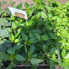 野菜の苗　トマト　なす　オクラ　トウガラシ　バジルの画像