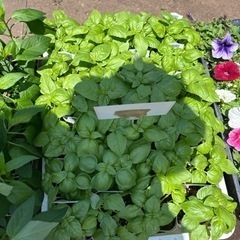 野菜の苗　トマト　なす　オクラ　トウガラシ　バジルの画像