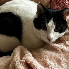 ハチワレ　男の子　甘えん坊です。 - 猫