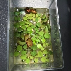 たくさん入れます
　 浮き草　　メダカ　水草　