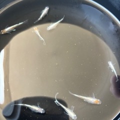 菊間直系個体をブリード、朱光菊1ペア