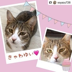 双子の姉妹猫👭✨
